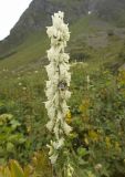 Aconitum orientale. Соцветие с фуражирующим шмелём. Приэльбрусье, долина р. Когутайка (2350 м н.у.м.). 21 августа 2008 г.