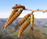 Carpinus betulus. Верхушка ветви с соцветиями. Краснодарский край, м/о г. Геленджик, окр. пос. Возрождение, гора Михайловка, на северном склоне ближе к вершине горы. 25.04.2015.