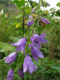 Campanula rapunculoides
