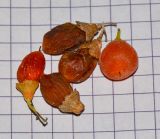 Cordia sinensis