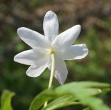 Anemone caerulea