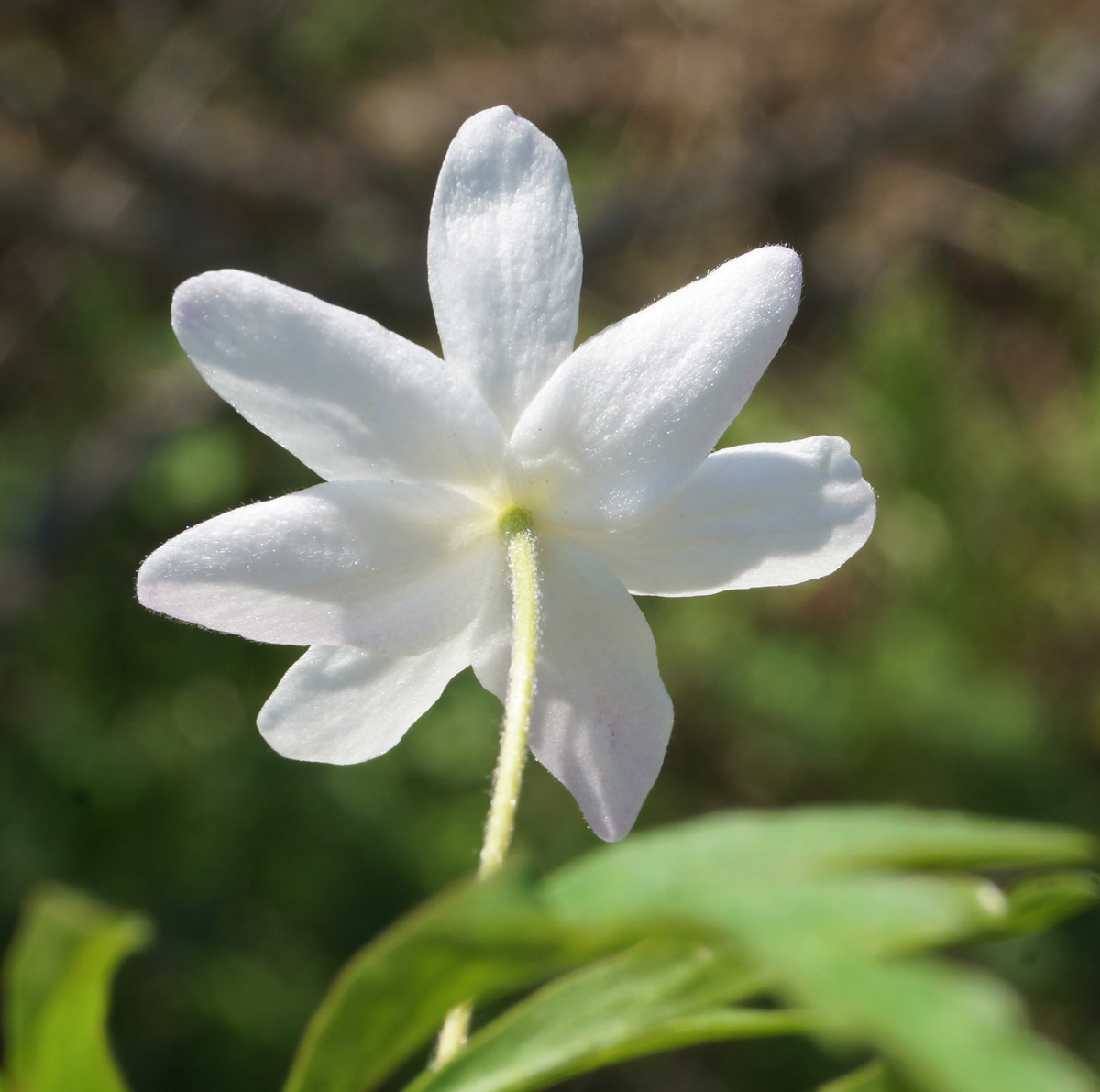 Изображение особи Anemone caerulea.