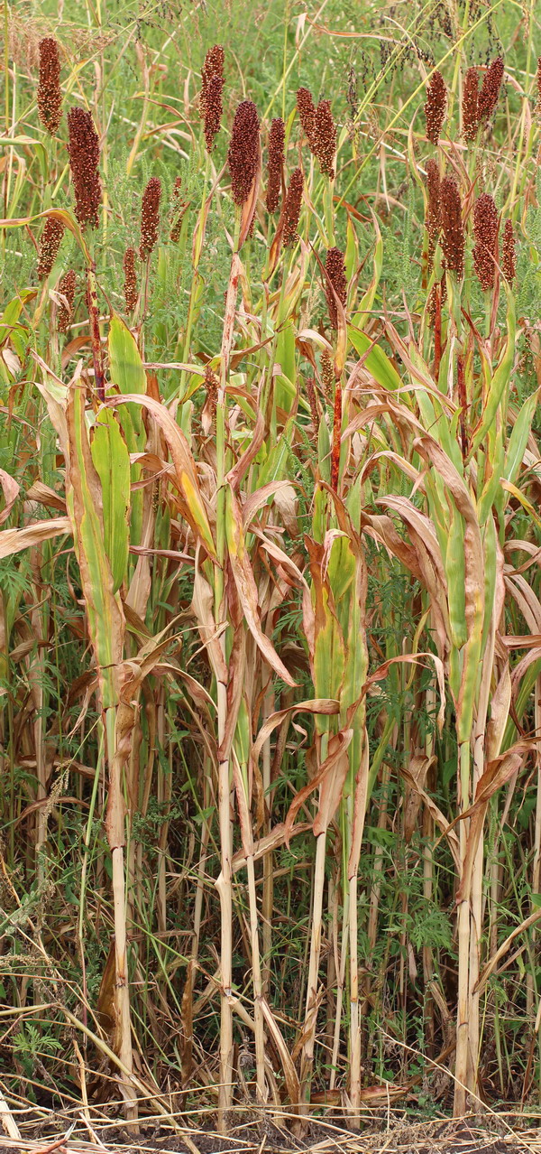 Image of Sorghum bicolor specimen.