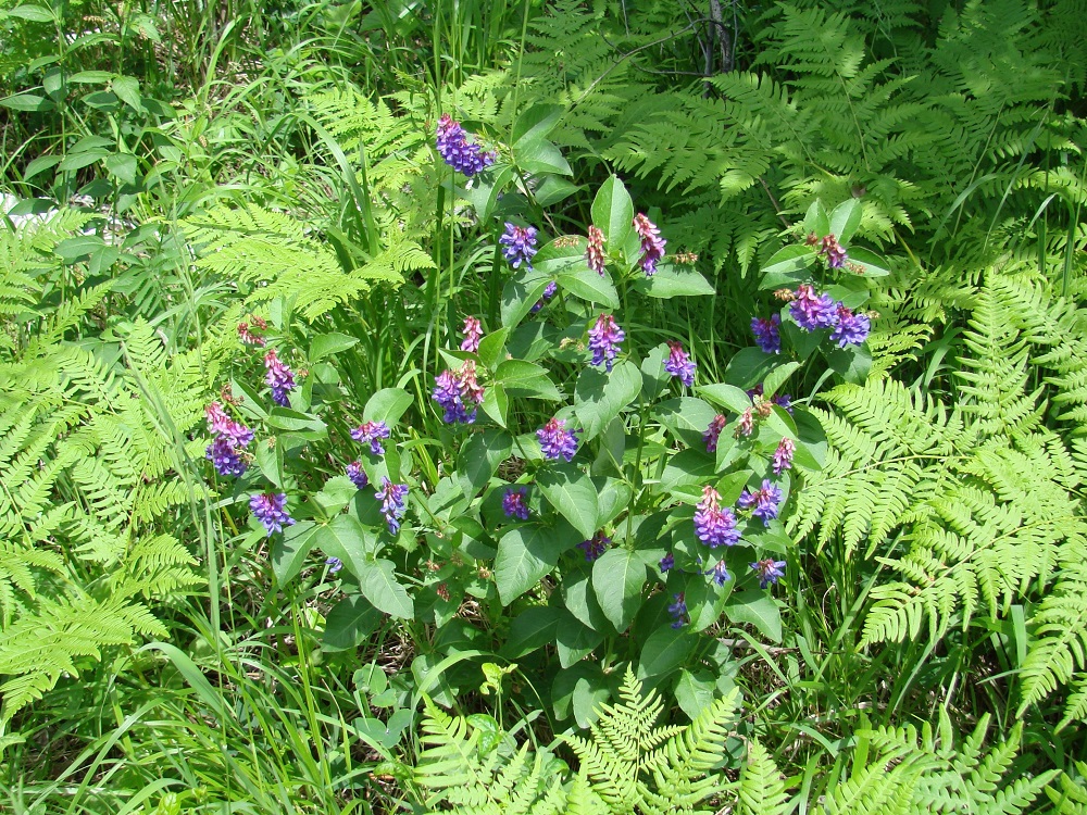 Image of Vicia unijuga specimen.