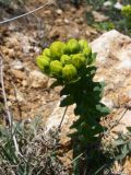 Haplophyllum suaveolens