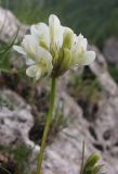 Trifolium polyphyllum