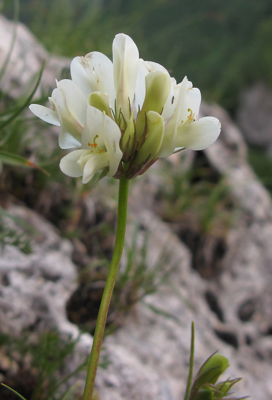 Изображение особи Trifolium polyphyllum.