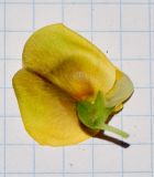 Vigna luteola