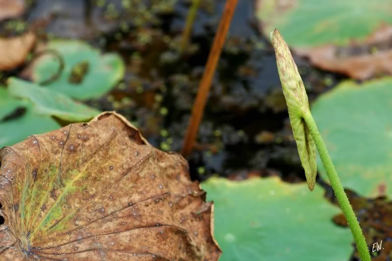 Image of Nelumbo nucifera specimen.