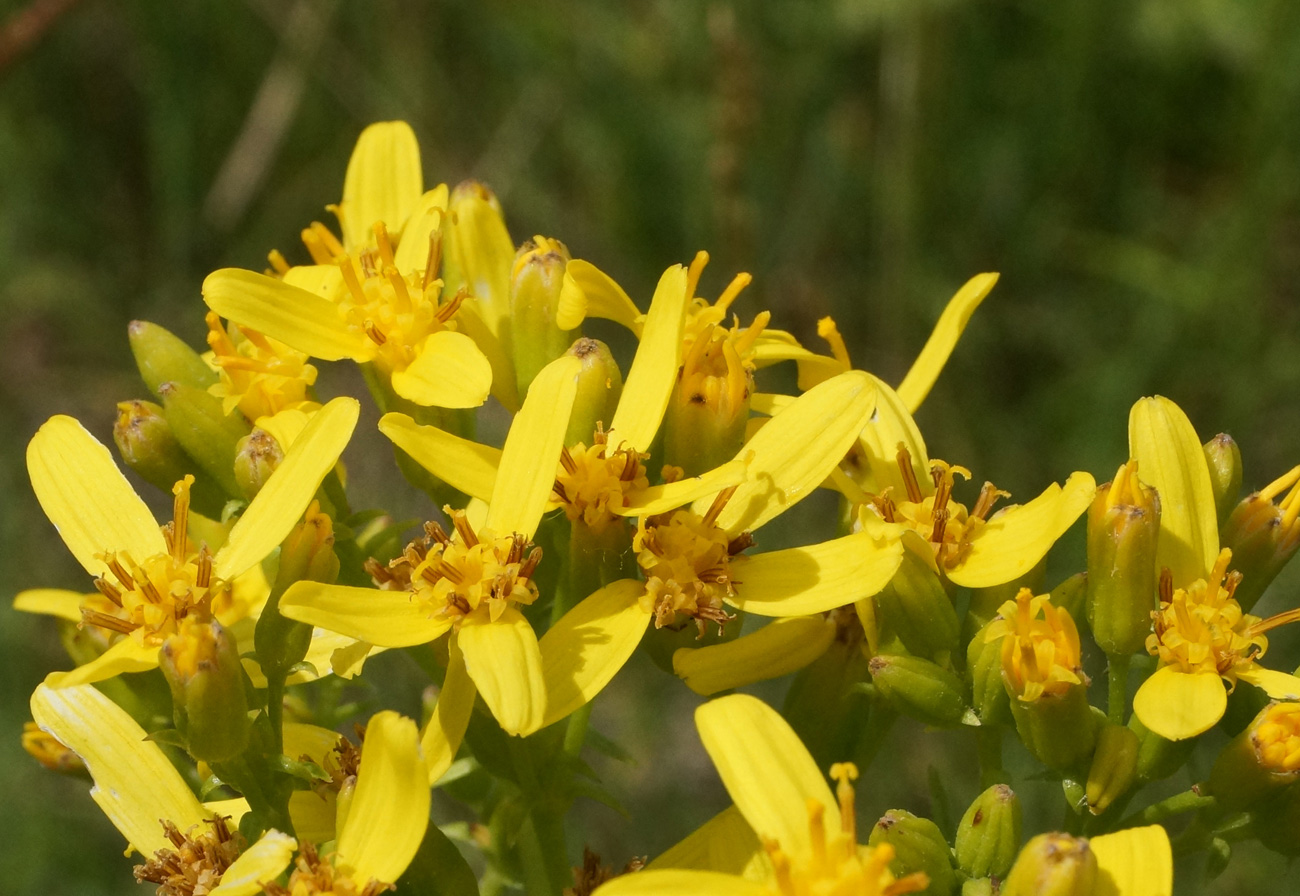 Изображение особи Ligularia songarica.