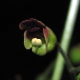 Scrophularia nodosa