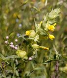 Rhinanthus songaricus