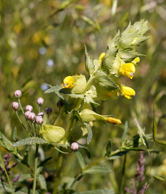 Image of Rhinanthus songaricus specimen.