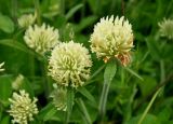 Trifolium trichocephalum. Верхушки побегов с соцветиями. Карачаево-Черкесия, окр. пос. Нижний Архыз, влажный луг у берега р. Большой Зеленчук. 14.06.2015.