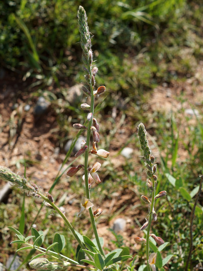 Image of Onobrychis chorassanica specimen.