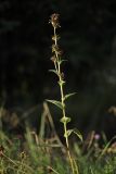 Campanula glomerata. Верхушка плодоносящего растения. Калужская обл., ст. Думиничи, используемый под выпас суходольный луг. 25.08.2009.