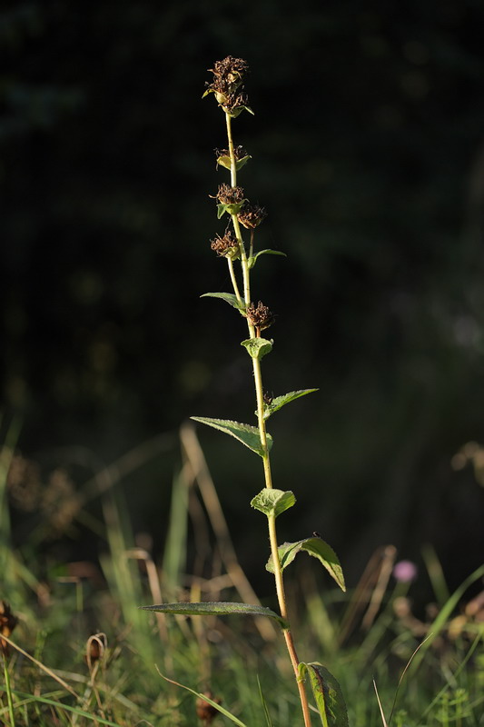 Image of Campanula glomerata specimen.