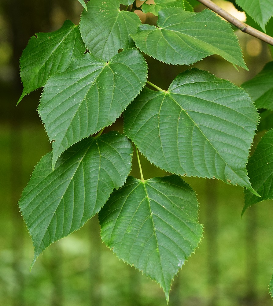 Image of Tilia europaea specimen.