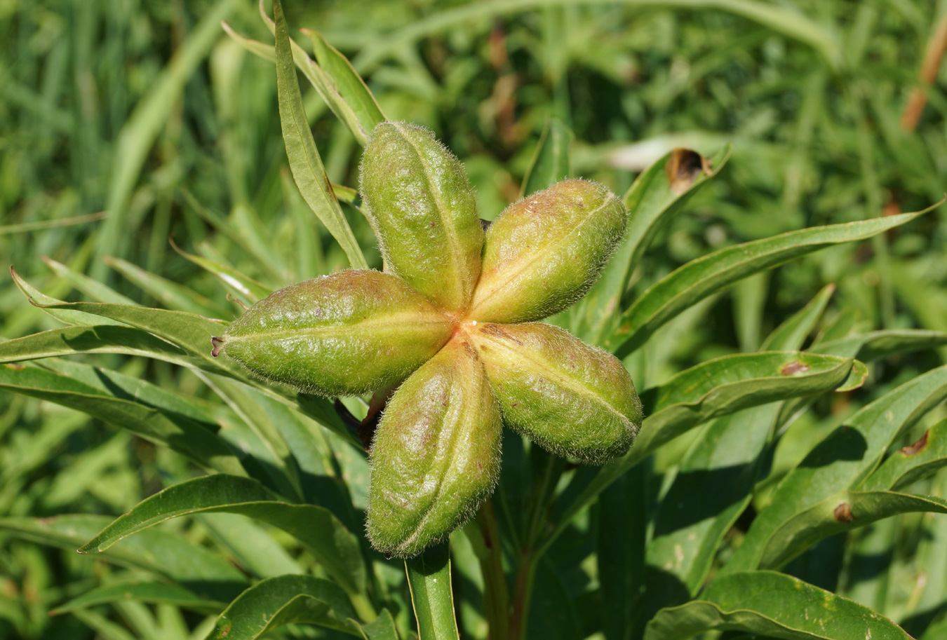 Изображение особи Paeonia anomala.