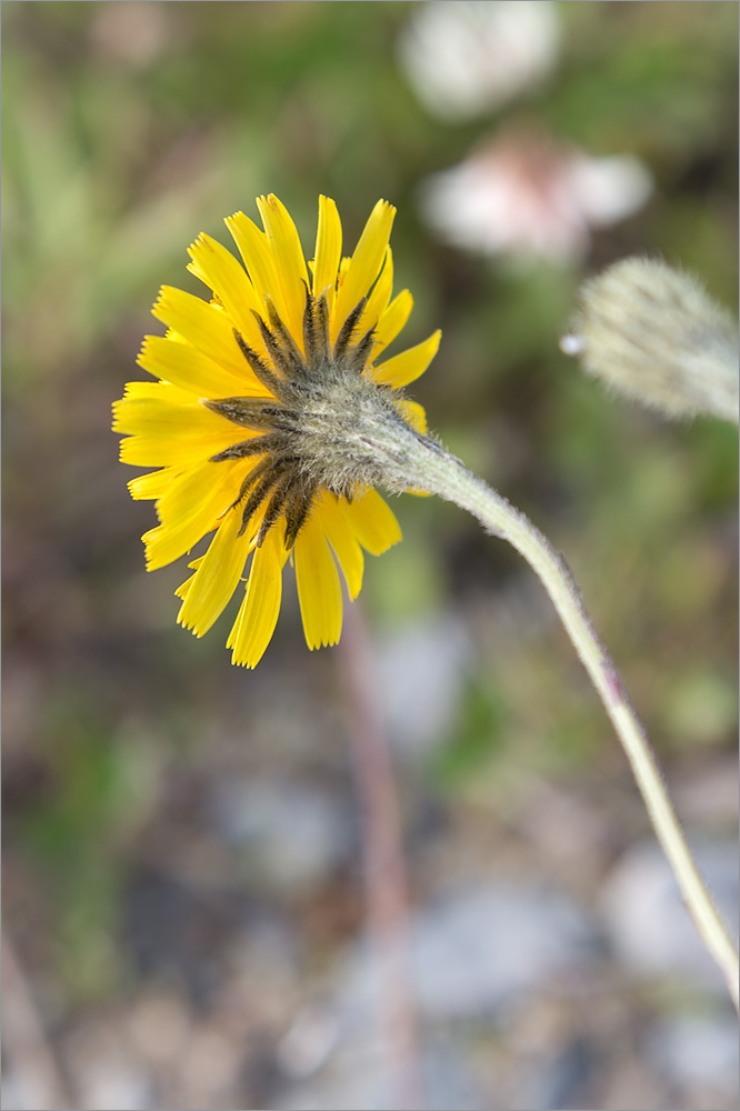 Изображение особи Scorzoneroides autumnalis.