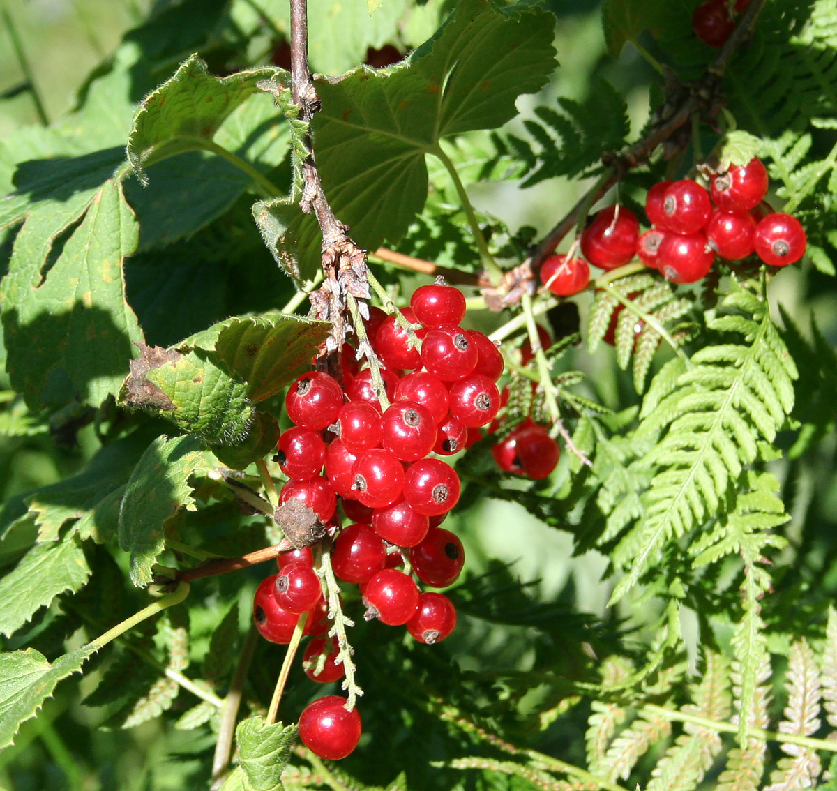 Изображение особи Ribes atropurpureum.