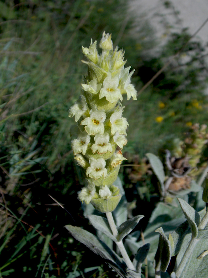 Image of Sideritis euxina specimen.