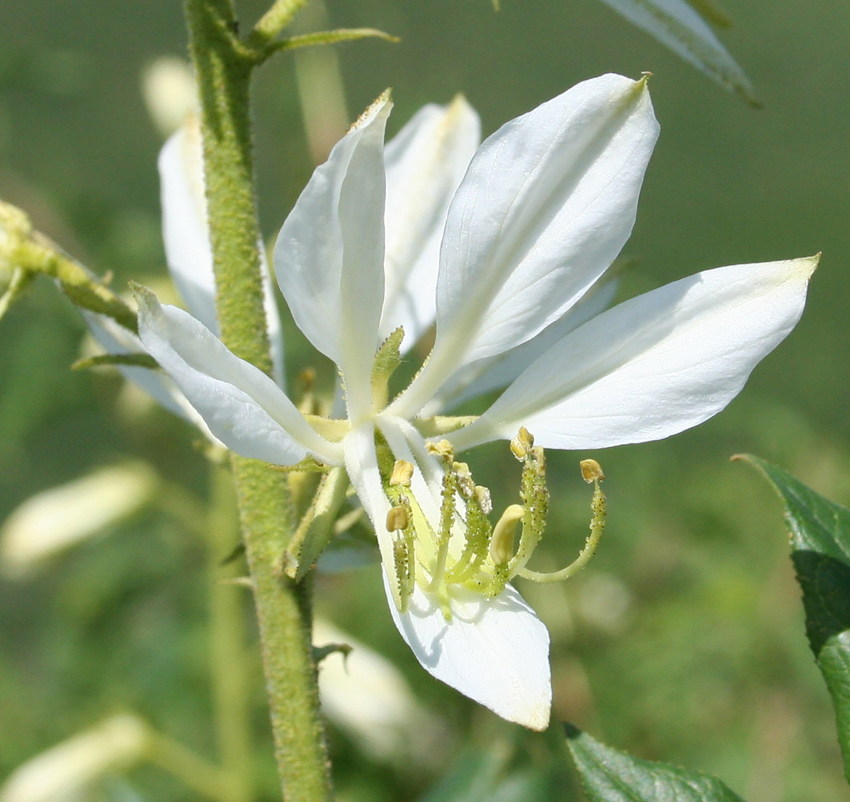 Изображение особи Dictamnus angustifolius.