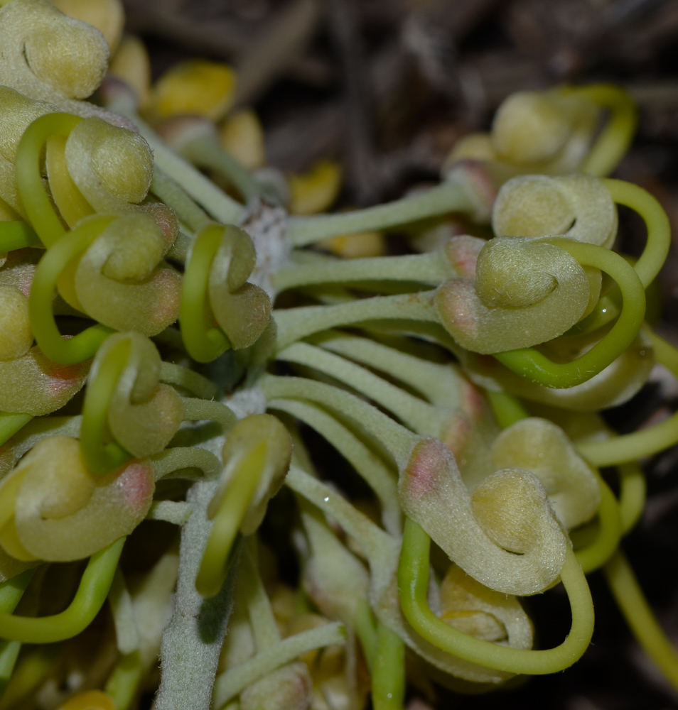 Image of Hakea chordophylla specimen.