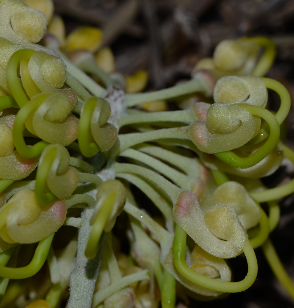 Изображение особи Hakea chordophylla.