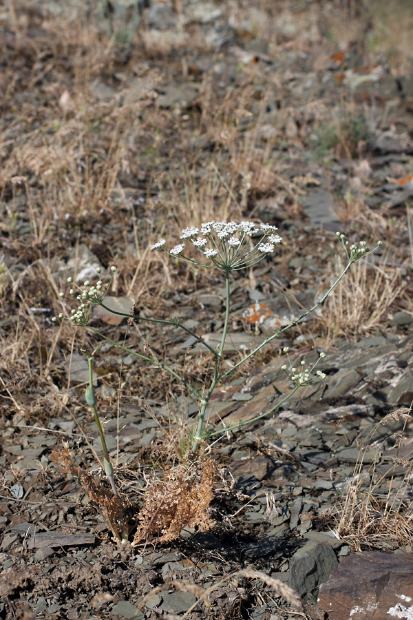 Изображение особи Hyalolaena bupleuroides.