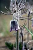 Pulsatilla pratensis. Верхняя часть цветущего растения. Украина, Киев, заказник \"Лесники\". 14 апреля 2007 г.