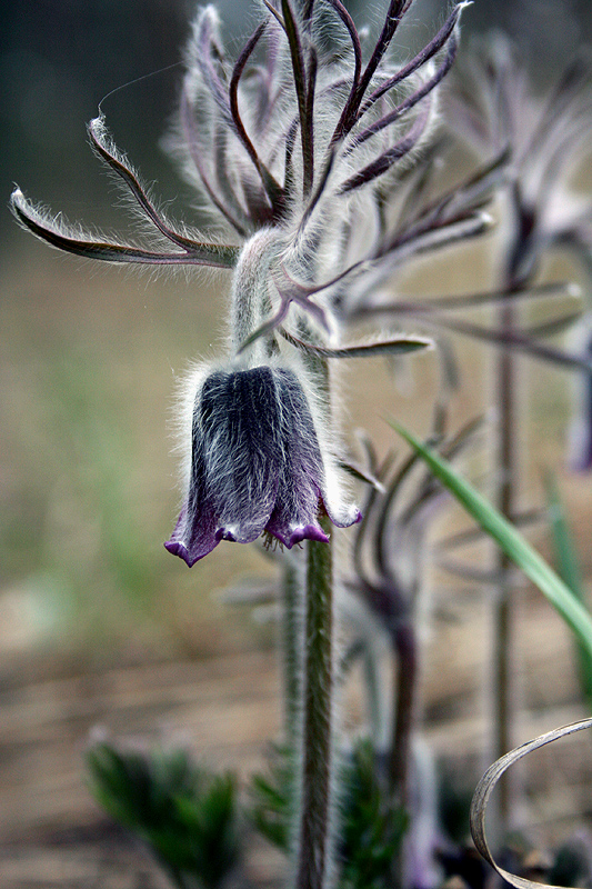 Image of Pulsatilla pratensis specimen.