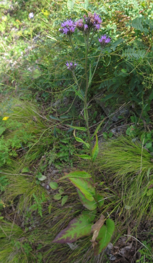 Image of Saussurea ussuriensis specimen.
