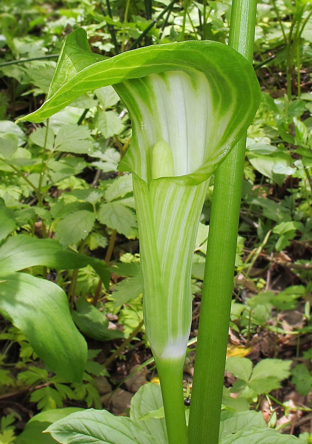 Изображение особи Arisaema komarovii.