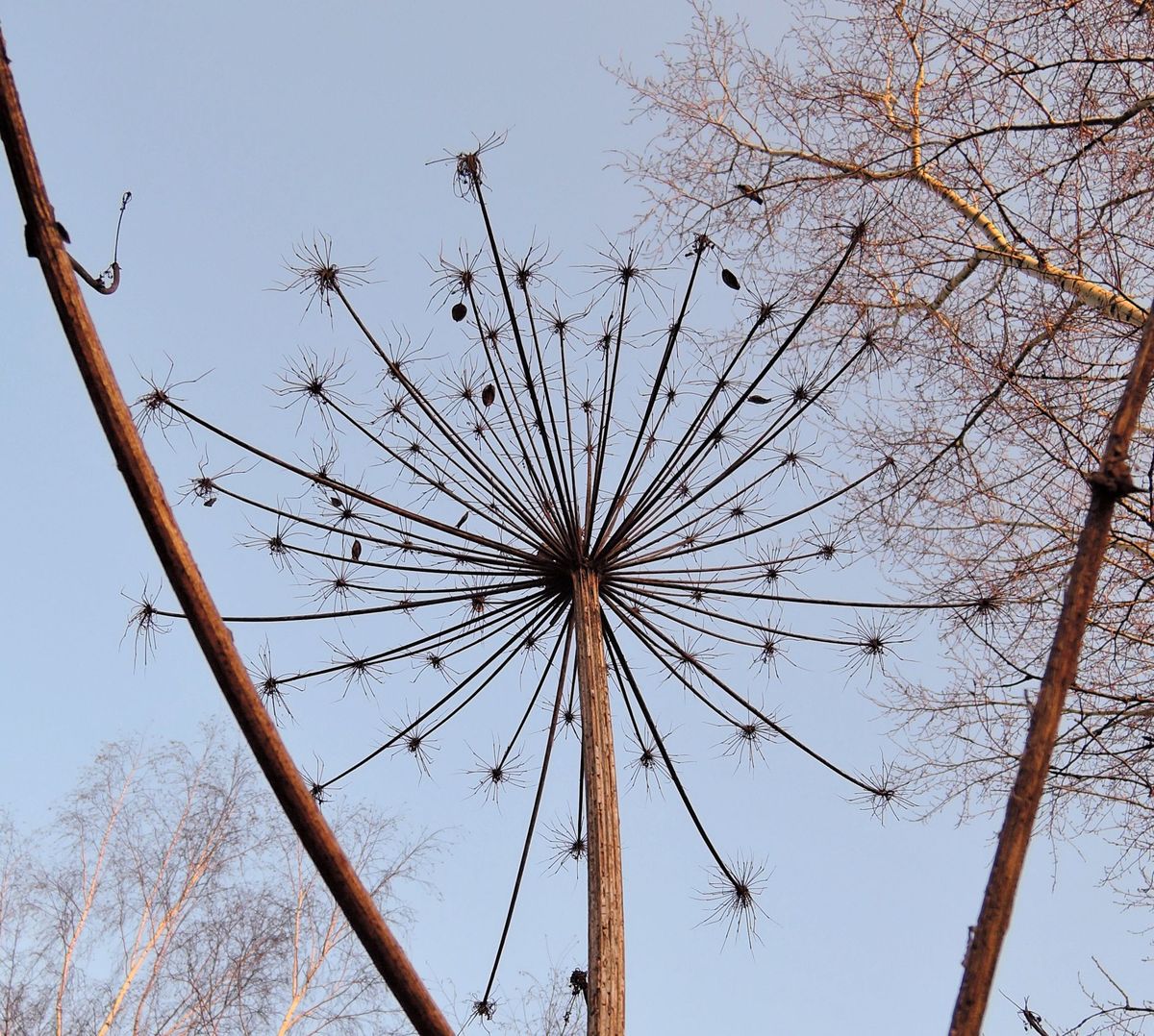 Image of Heracleum sosnowskyi specimen.