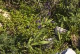 Anchusa azurea