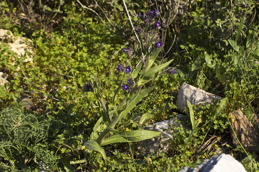 Image of Anchusa azurea specimen.