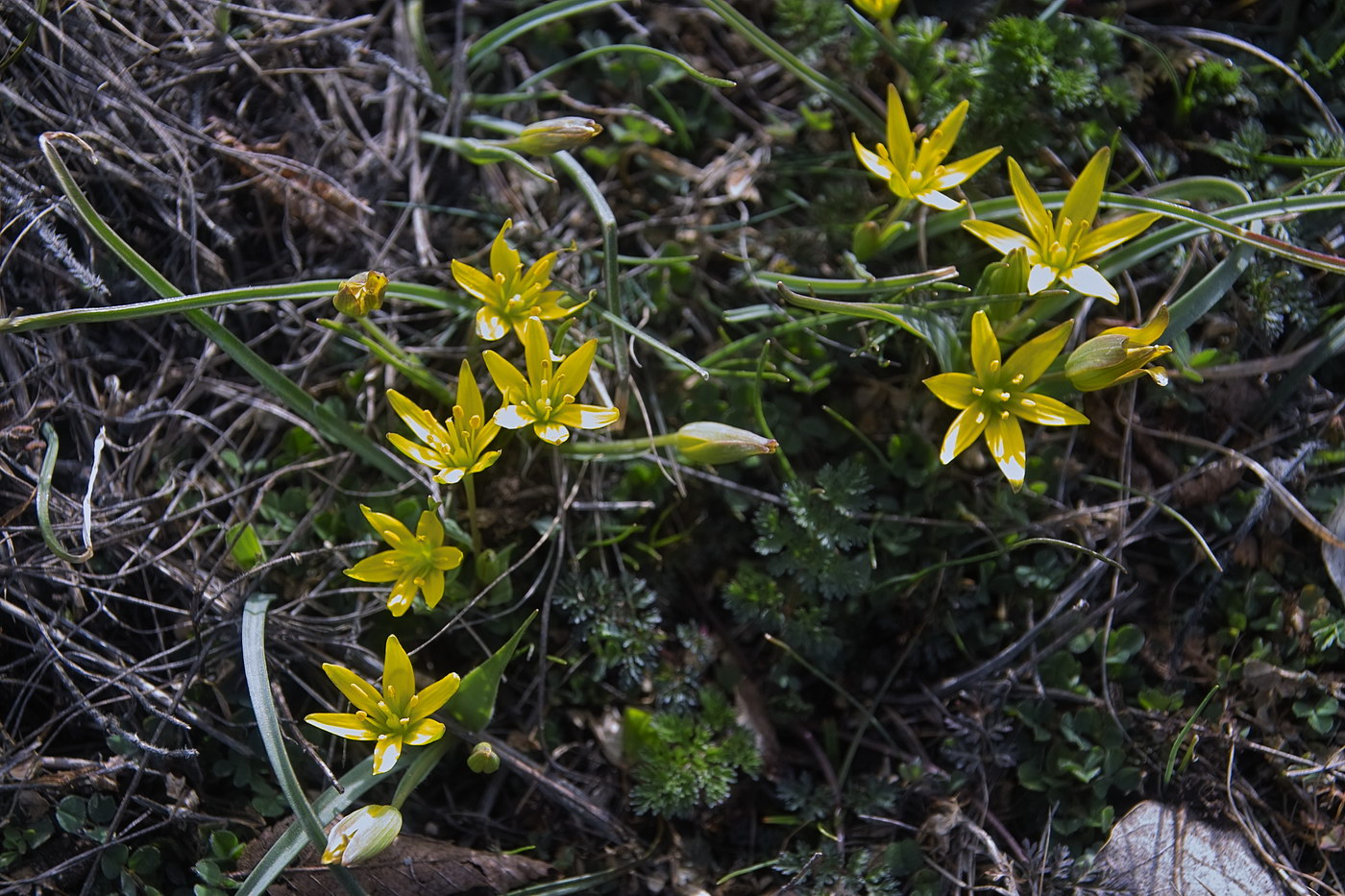 Image of genus Gagea specimen.