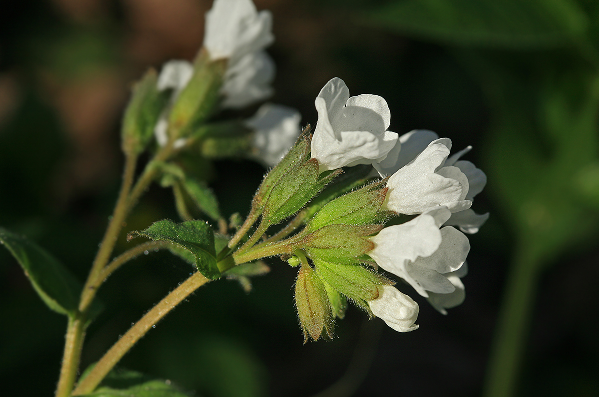 Image of Pulmonaria obscura specimen.