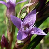 Gentianella amarella. Цветок. Свердловская обл., окр. г. Североуральск, разнотравная поляна с кустарниками. 15.07.2009.