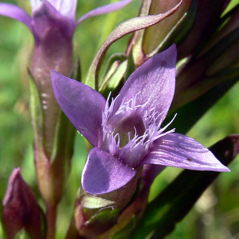 Изображение особи Gentianella amarella.