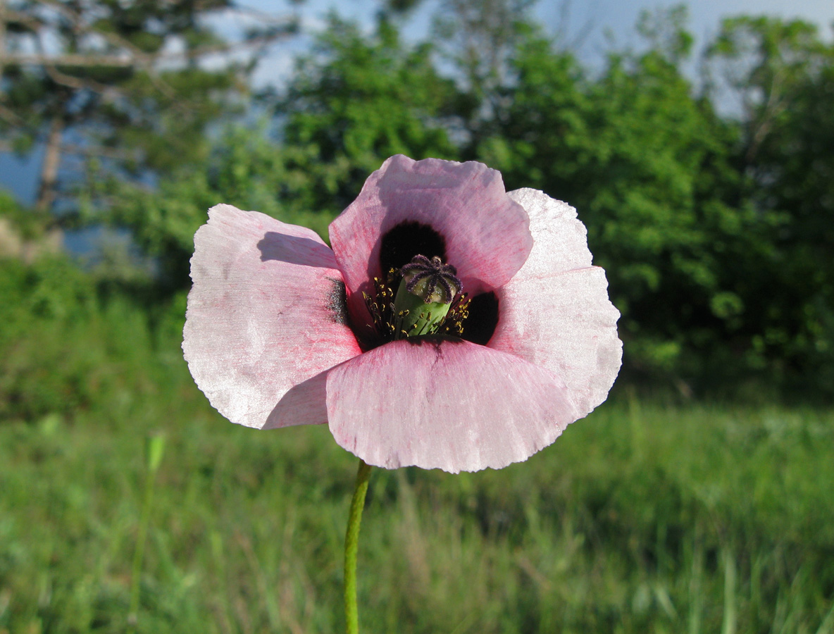 Image of Papaver stevenianum specimen.