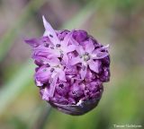 Allium woronowii