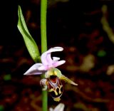 Ophrys oestrifera