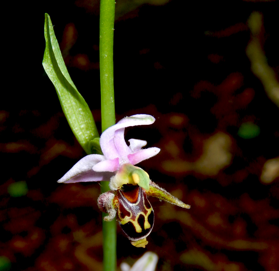 Изображение особи Ophrys oestrifera.