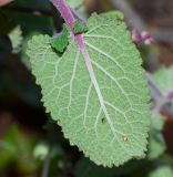 Salvia judaica