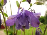 Aquilegia vulgaris