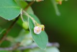 Cotoneaster melanocarpus. Часть ветви с листьями и соцветиями. Татарстан, Нижнекамский р-н, окр. дер. Благодатная, лесостепной участок с чередованием степи и перелесков с преобладанием дуба, среди древостоя. 29 мая 2016 г.