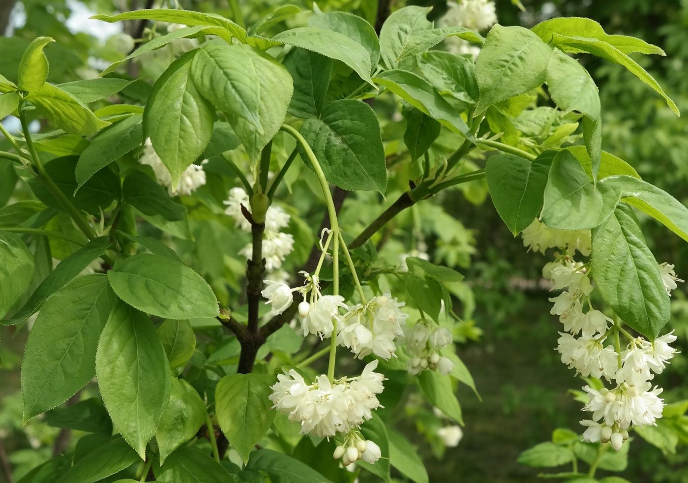 Изображение особи Staphylea pinnata.