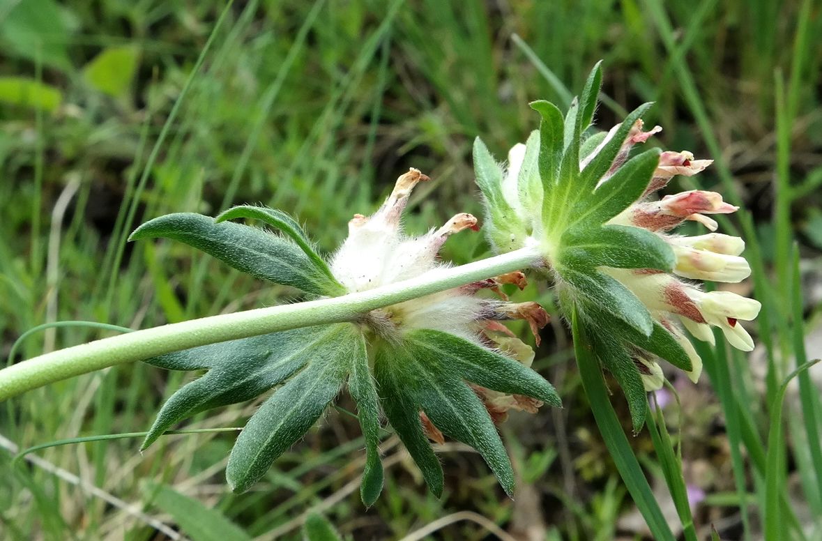 Изображение особи Anthyllis biebersteiniana.